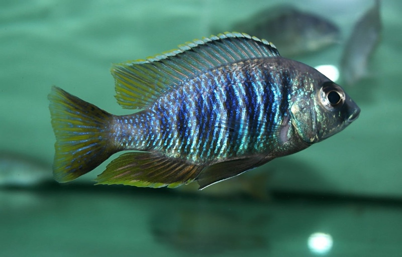 Placidochromis sp. 'jalo' Jalo Reef